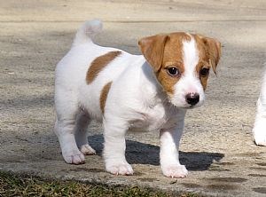 Photography: Adorable Jack Russell Terriers 