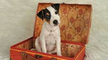 Photography: Adorable Jack Russell Terriers 