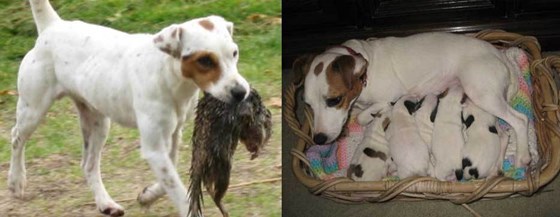 Photography: Adorable Jack Russell Terriers 