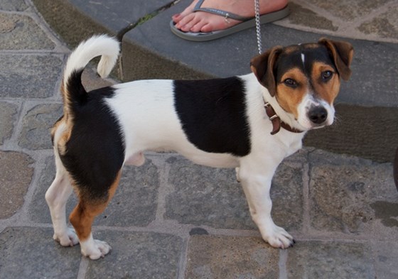 Photography: Adorable Jack Russell Terriers 