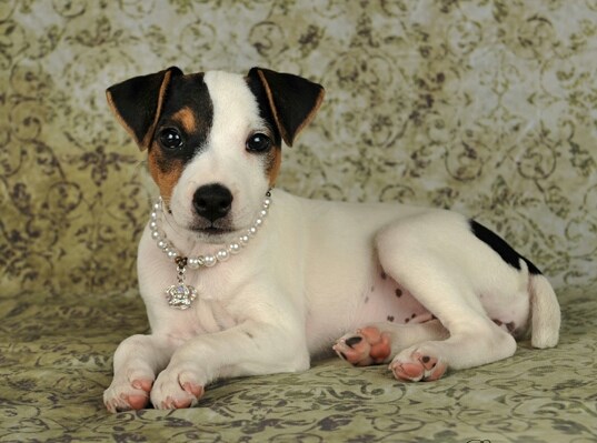 Photography: Adorable Jack Russell Terriers 