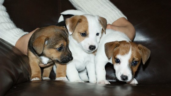 Photography: Adorable Jack Russell Terriers 