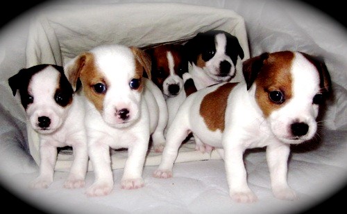 Photography: Adorable Jack Russell Terriers 