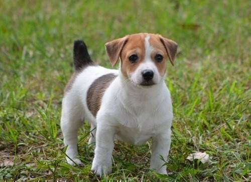 Photography: Adorable Jack Russell Terriers 