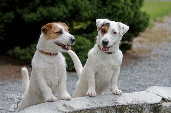Photography: Adorable Jack Russell Terriers 