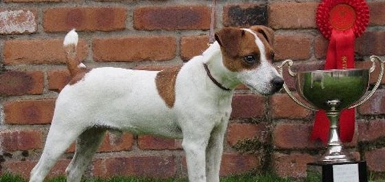 Photography: Adorable Jack Russell Terriers 