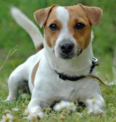 Photography: Adorable Jack Russell Terriers 