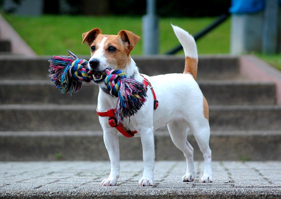 Photography: Adorable Jack Russell Terriers 