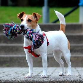 Photography: Adorable Jack Russell Terriers 